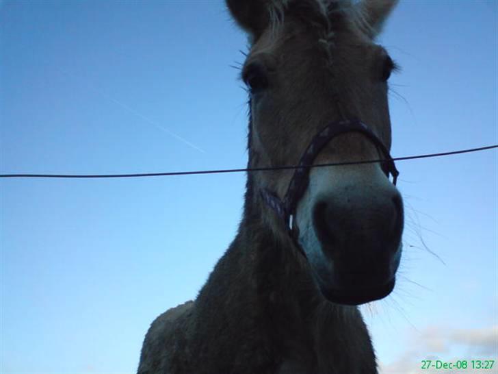 Fjordhest Flicka <3  - Velkommen til min dejlige pony´s profil. "Elsker dig såå højt pony!" - Nå, når du er herinde, så gi´ en bedømmelse&kommentare, så bliver vi over mega glade, og giver selvfølgelig dig en kommentar&bedømmelse igen :p - NYD HENDE. <3 billede 1
