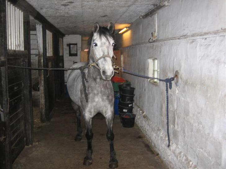 Anden særlig race Clyde Le Charmeur<3 Solgt billede 1