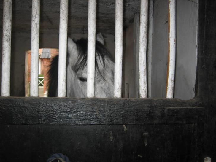 Anden særlig race Clyde Le Charmeur<3 Solgt billede 2