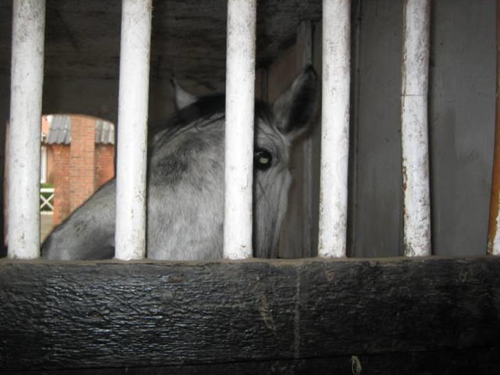 Anden særlig race Clyde Le Charmeur<3 Solgt billede 3