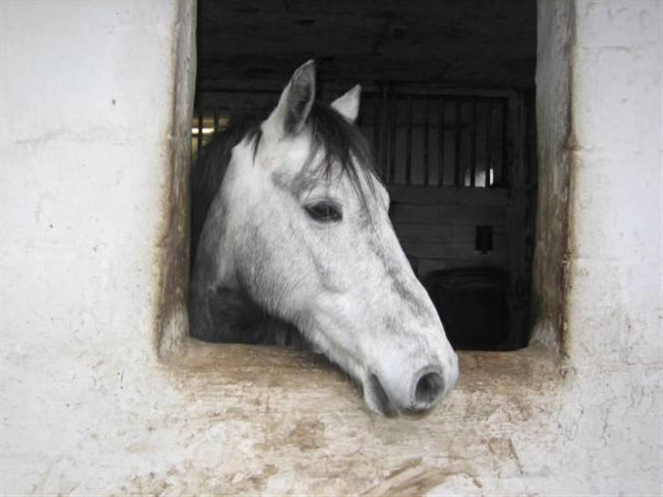 Anden særlig race Clyde Le Charmeur<3 Solgt billede 4