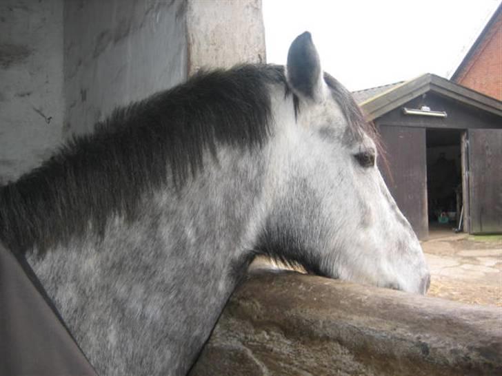 Anden særlig race Clyde Le Charmeur<3 Solgt billede 5