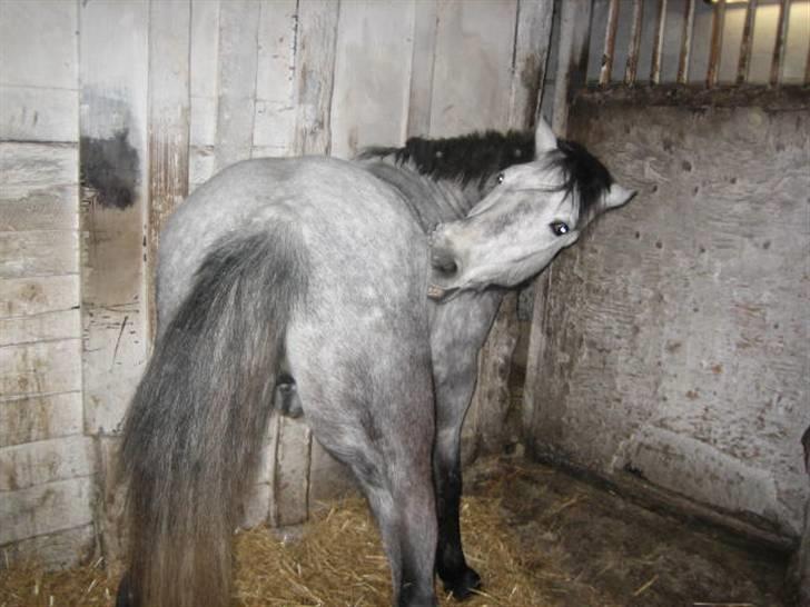 Anden særlig race Clyde Le Charmeur<3 Solgt billede 6