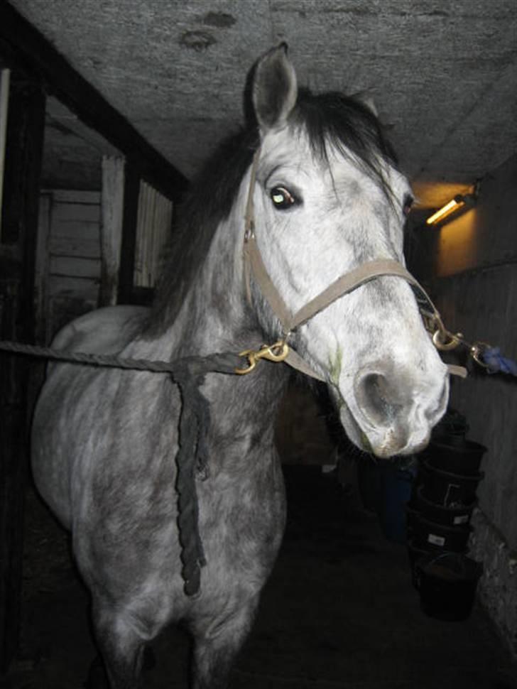 Anden særlig race Clyde Le Charmeur<3 Solgt billede 11