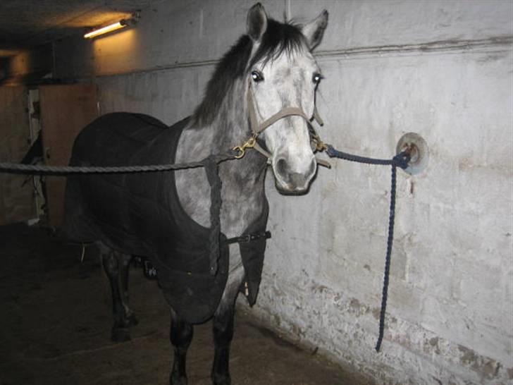 Anden særlig race Clyde Le Charmeur<3 Solgt billede 12