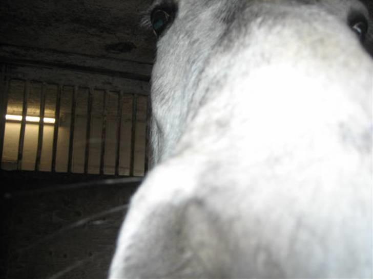 Anden særlig race Clyde Le Charmeur<3 Solgt billede 13