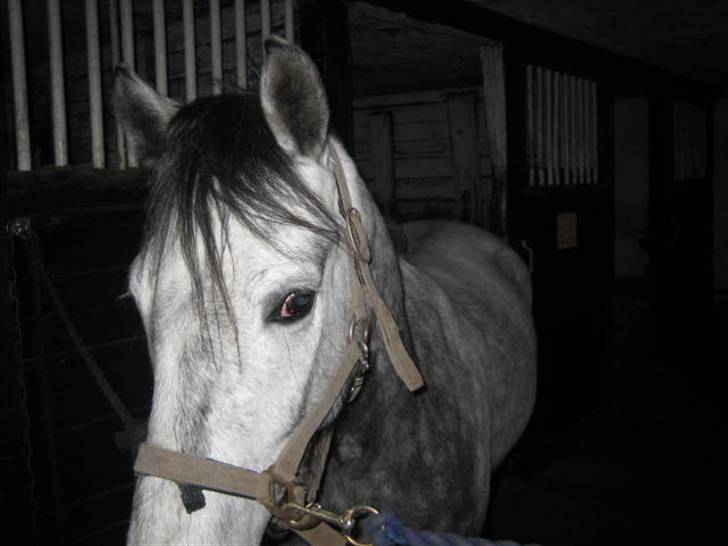 Anden særlig race Clyde Le Charmeur<3 Solgt billede 14