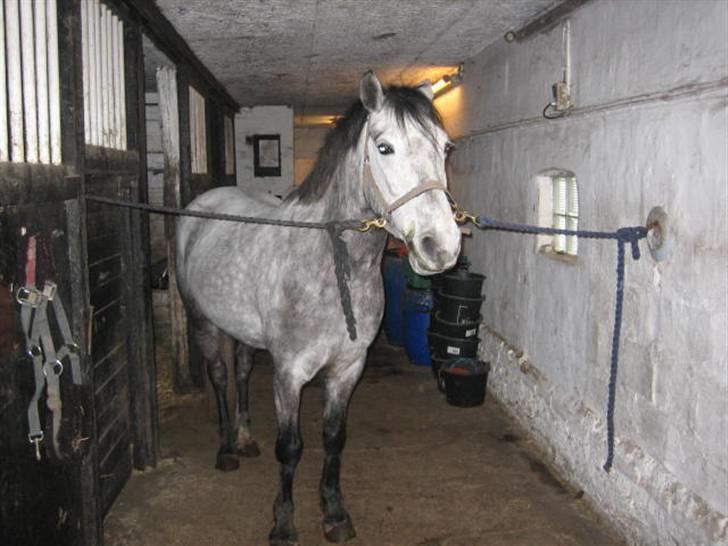 Anden særlig race Clyde Le Charmeur<3 Solgt billede 15