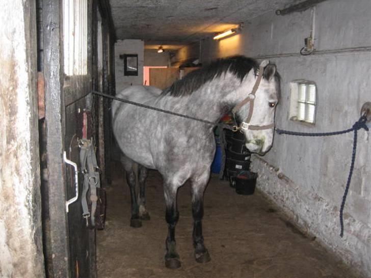 Anden særlig race Clyde Le Charmeur<3 Solgt billede 16