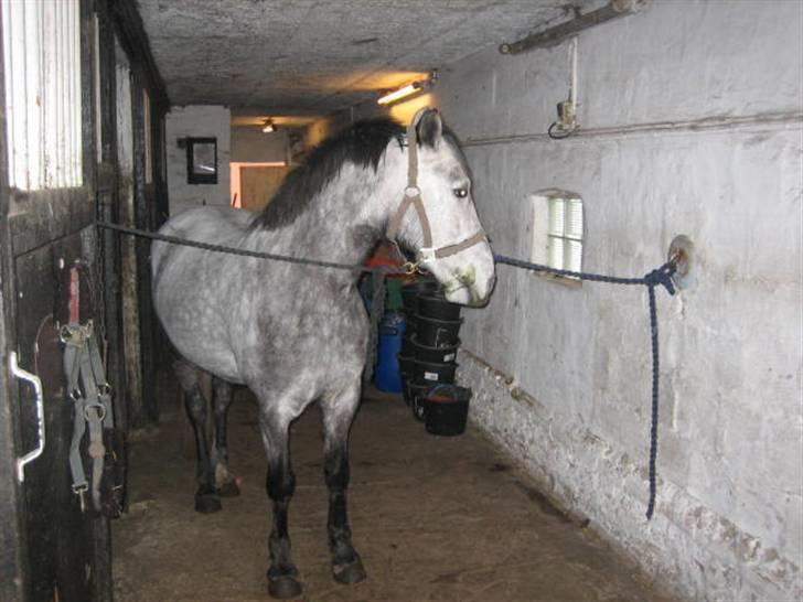 Anden særlig race Clyde Le Charmeur<3 Solgt billede 17