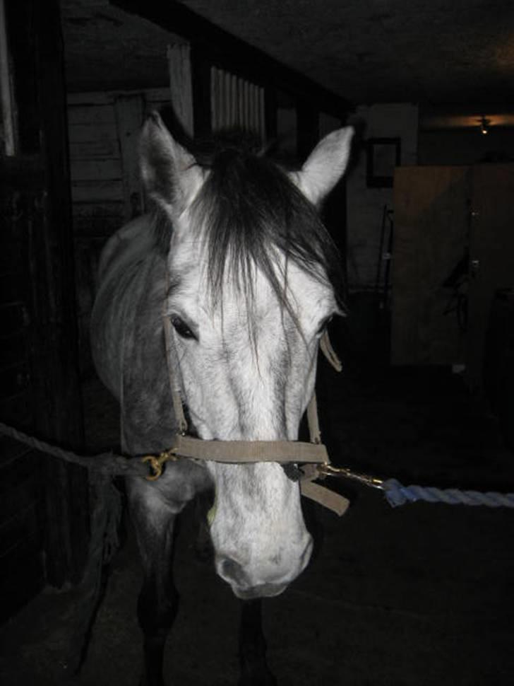 Anden særlig race Clyde Le Charmeur<3 Solgt billede 18