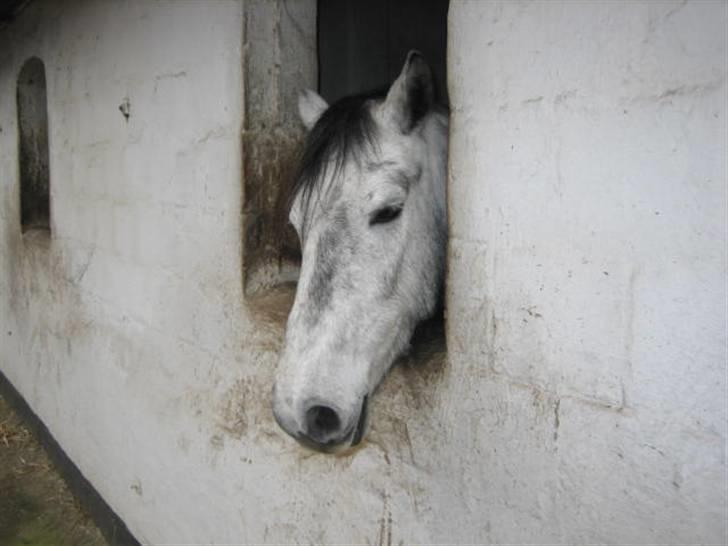 Anden særlig race Clyde Le Charmeur<3 Solgt billede 19