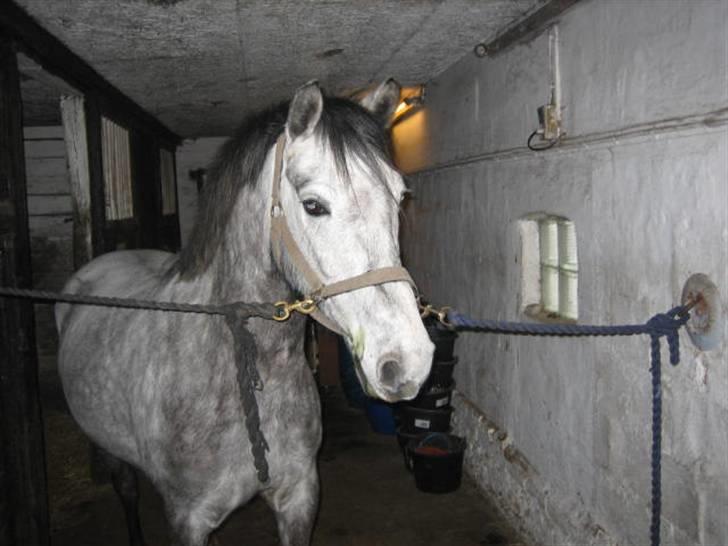 Anden særlig race Clyde Le Charmeur<3 Solgt billede 20
