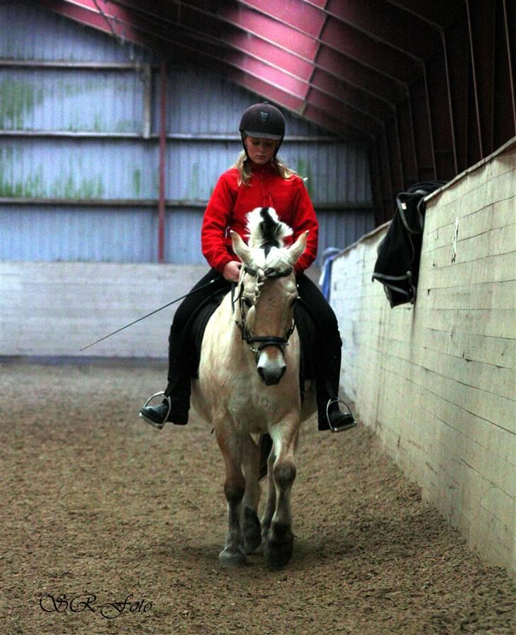 Fjordhest Flicka <3  - Flicka og mig til undervisning, hos Sussie :D - Lang tid siden .. | ´ JegElskerDigPony ´ | <.3 billede 2