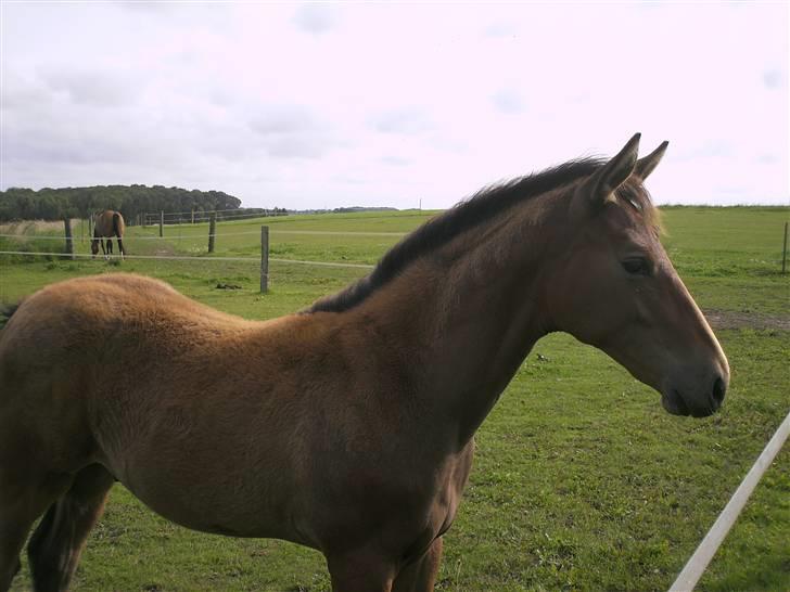 Dansk Varmblod            Ørsted's Zafir - Gammelt billede :D Dato: ? 2007 billede 8