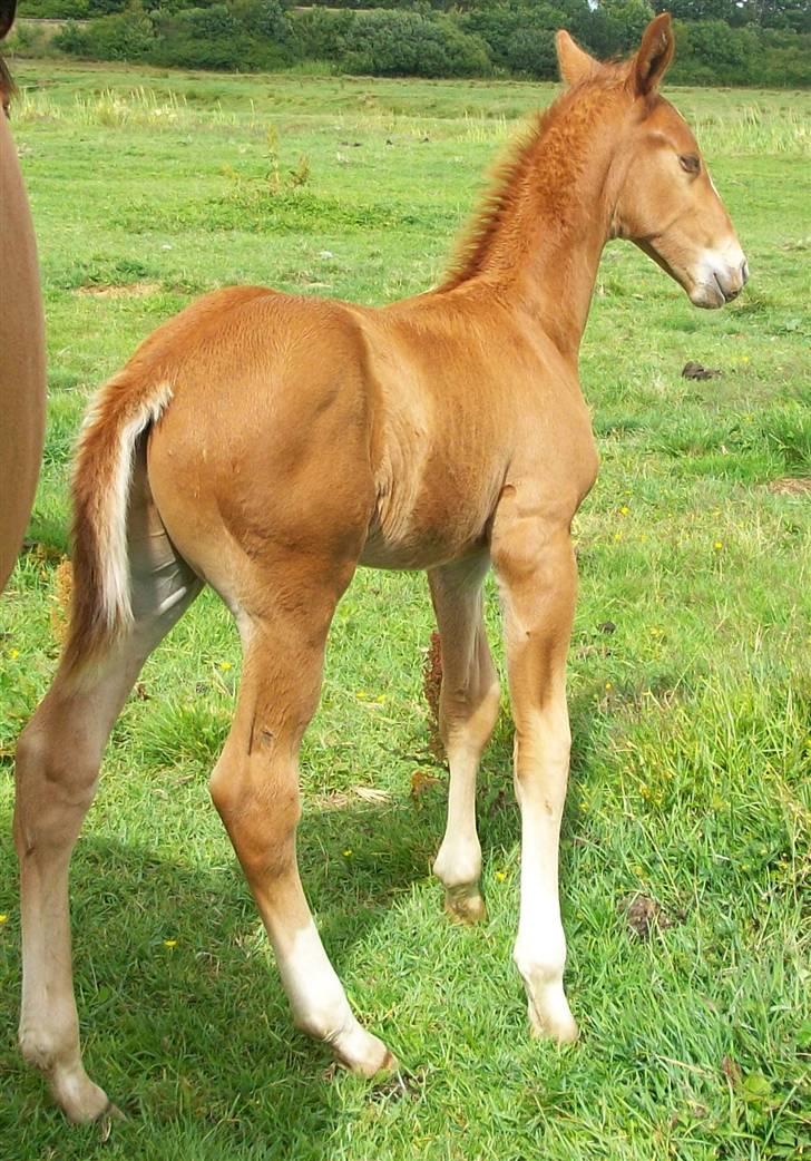 Dansk Varmblod Storåens Single - TA miq fra den gode side :D Foto: Camilla billede 2