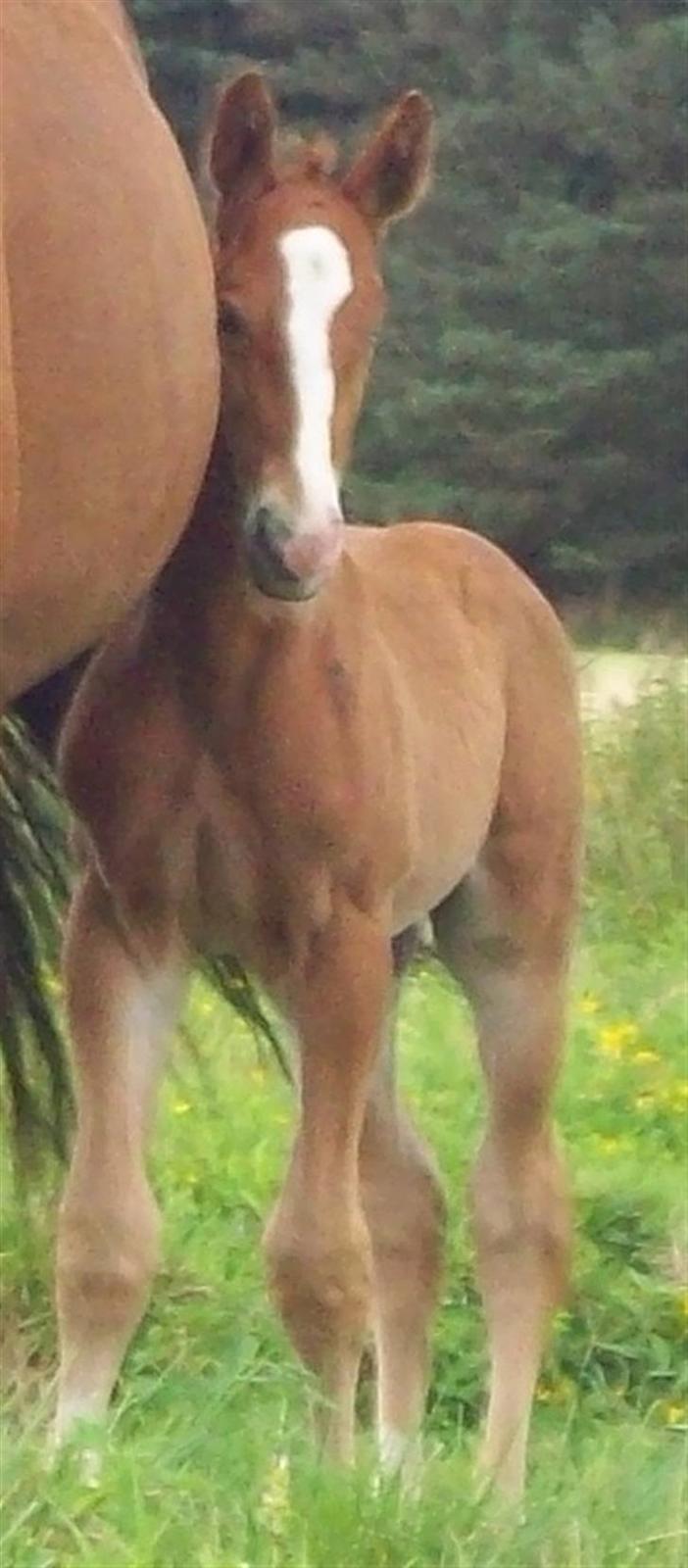 Dansk Varmblod Storåens Single - er jeg ikke bare sød? Foto Camilla billede 4