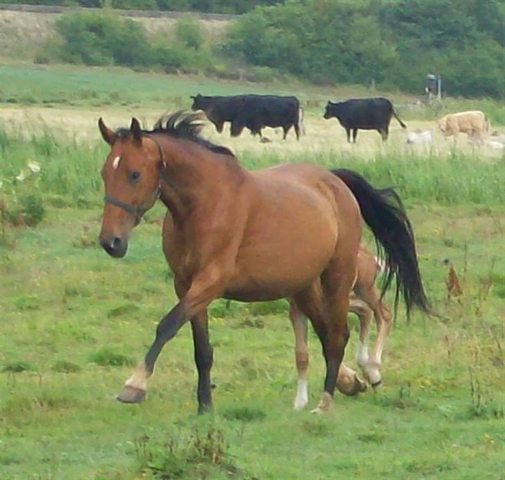 Dansk Varmblod Storåens Single - Se lige min mors lækre gang ;D jeg løber bagved ;D Foto: Camilla billede 5