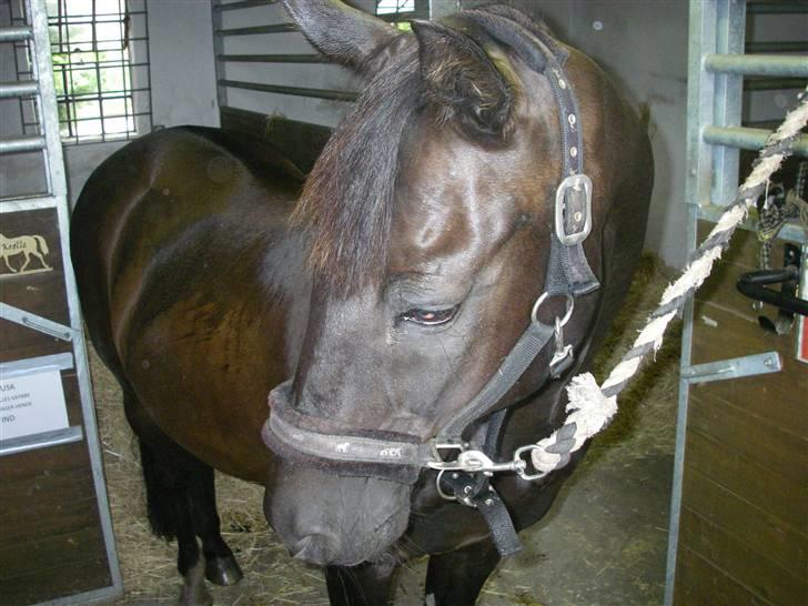 Anden særlig race Kansas Stidsbjerg R.I.P billede 11