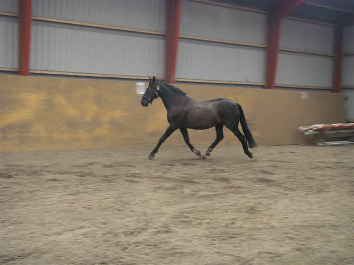 Anden særlig race Kansas Stidsbjerg R.I.P billede 12