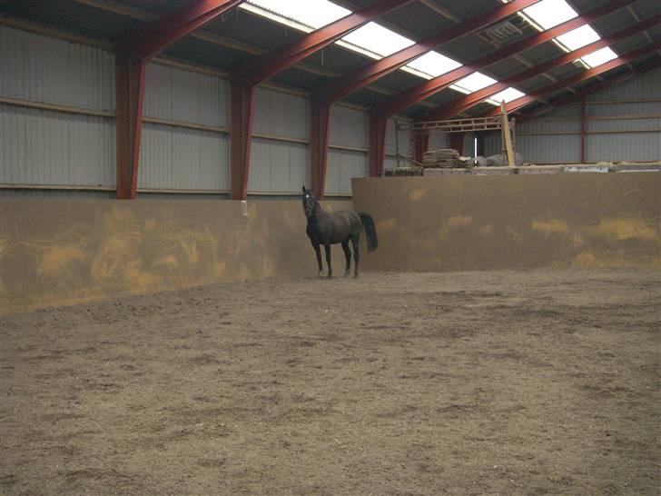 Anden særlig race Kansas Stidsbjerg R.I.P billede 13