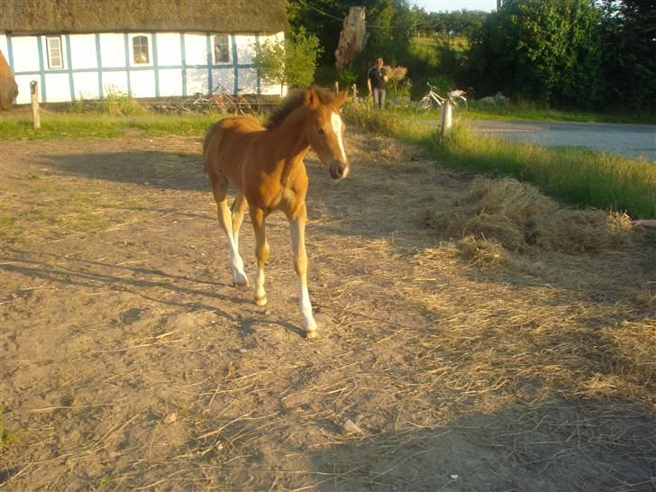 DSP Grand Garáson  billede 8