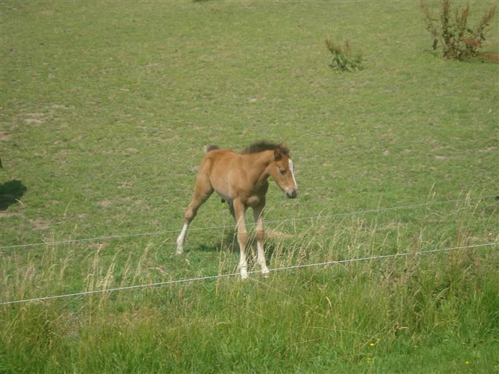 DSP Grand Garáson  billede 9