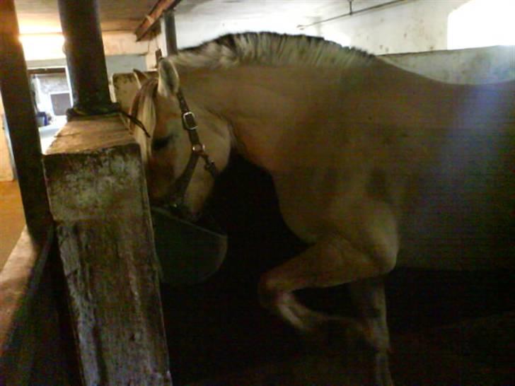 Fjordhest Theodor.. (Solgt) - Ved sq ikk helt hva´ der sker for den hest ;d haha.. elsker dig tido!! billede 18