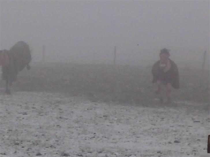 Fjordhest Theodor.. (Solgt) - første dag på stor fold efter et halvt år!! xD billede 19