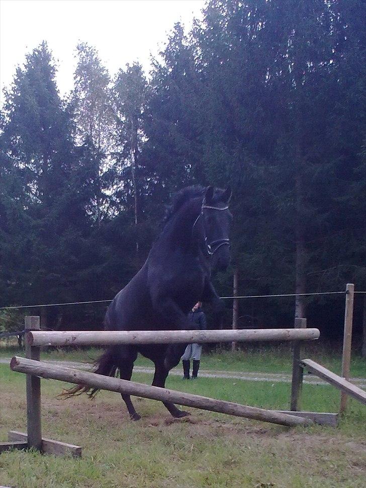 Frieser Sieta R.I.P billede 2