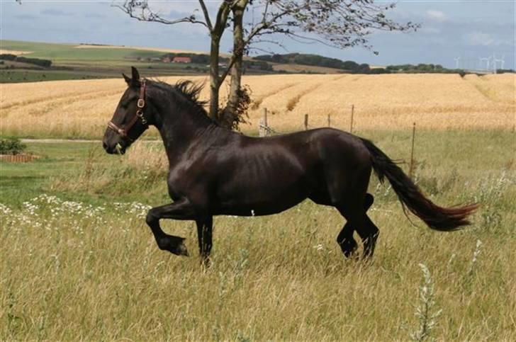 Frieser Sieta R.I.P billede 3