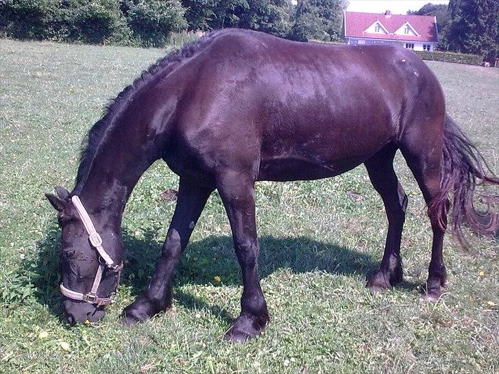 Frieser Sieta R.I.P billede 4