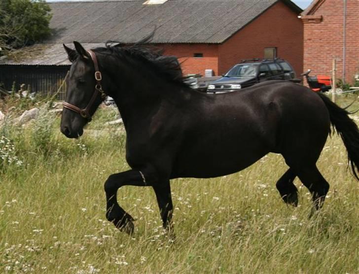 Frieser Sieta R.I.P billede 6