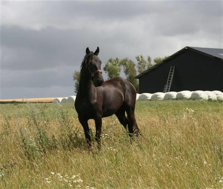 Frieser Sieta R.I.P billede 7