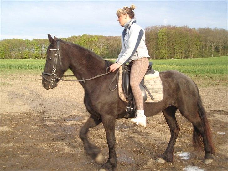 Frieser Sieta R.I.P billede 8