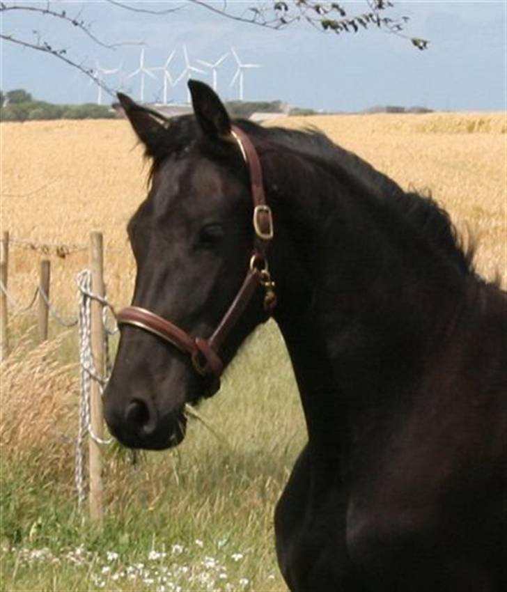 Frieser Sieta R.I.P billede 9