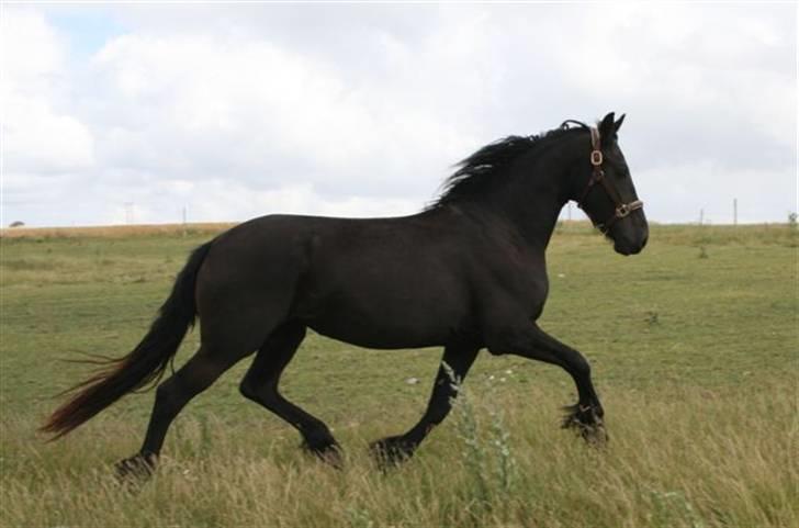 Frieser Sieta R.I.P billede 10