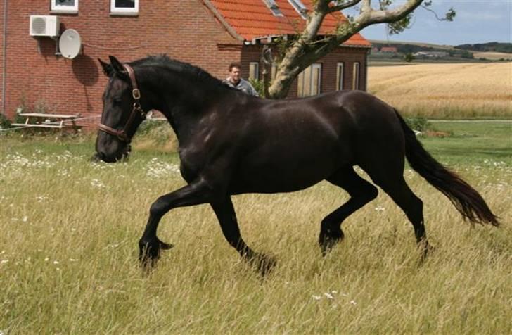 Frieser Sieta R.I.P billede 11