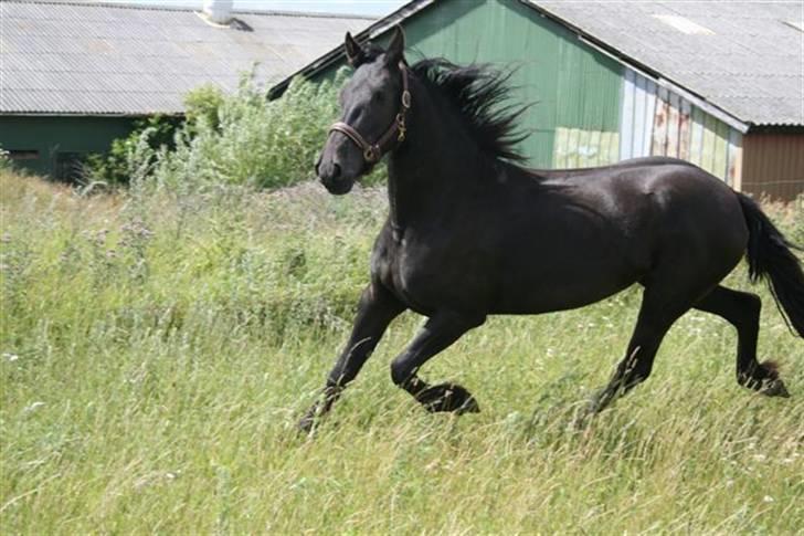 Frieser Sieta R.I.P billede 12