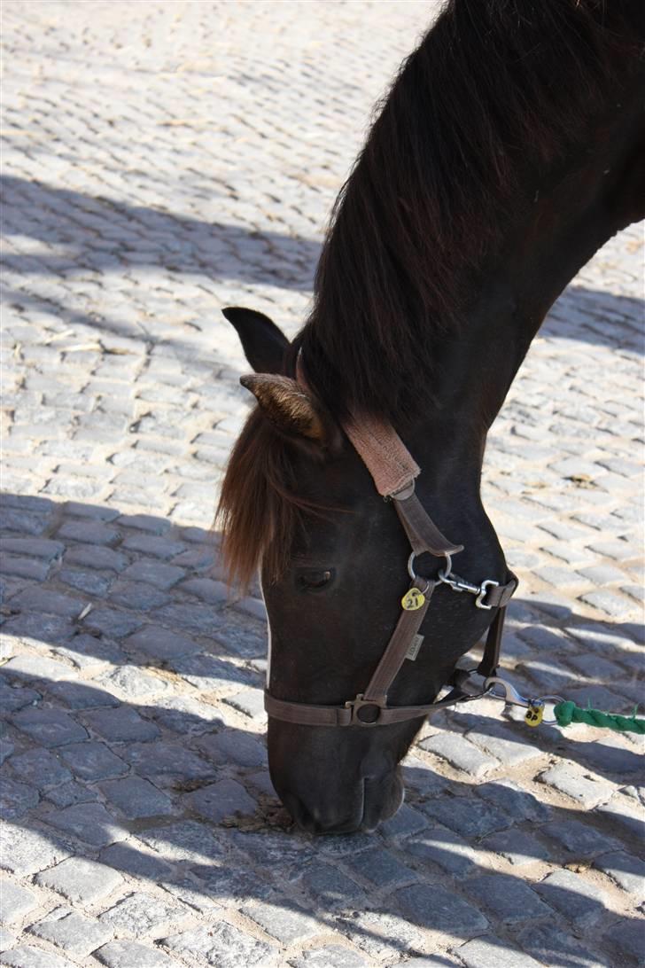 Anden særlig race Stella billede 16