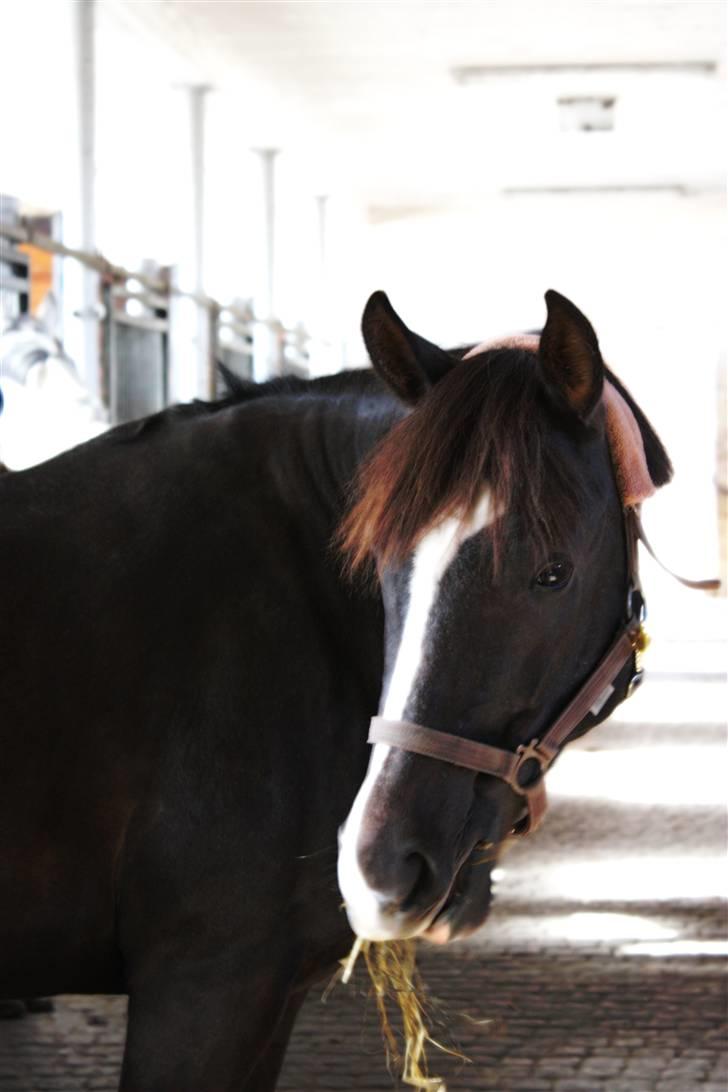 Anden særlig race Stella billede 20