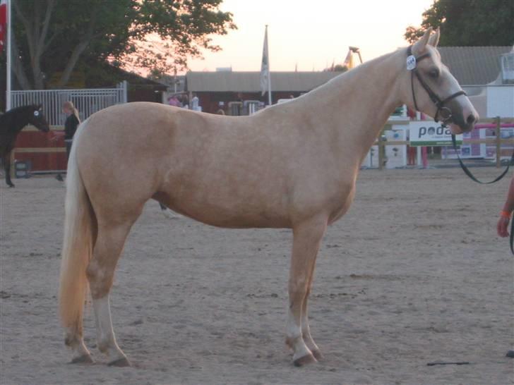 Frederiksborg Sassi Rødsten billede 15