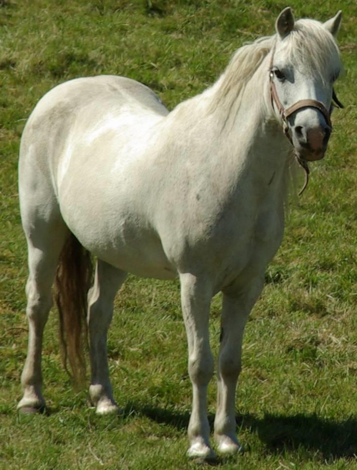 Welsh Mountain (sec A) Patricia billede 12