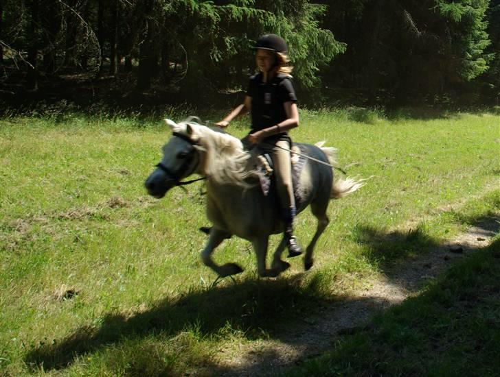 Welsh Mountain (sec A) Patricia billede 13