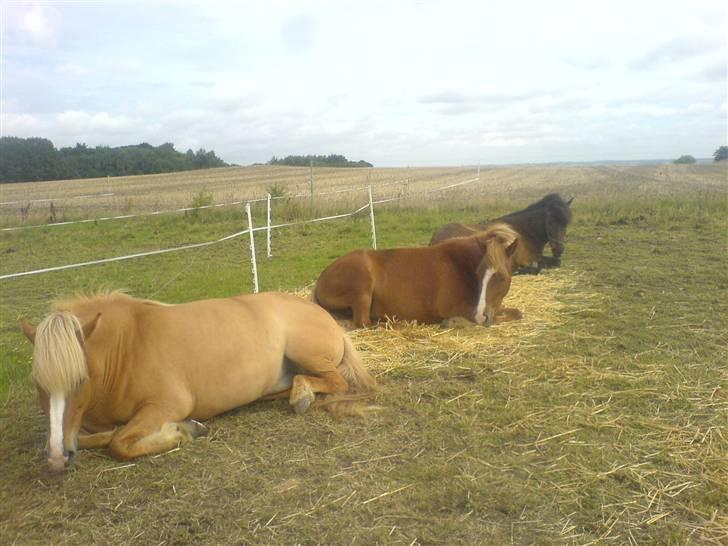 Islænder Drott billede 20