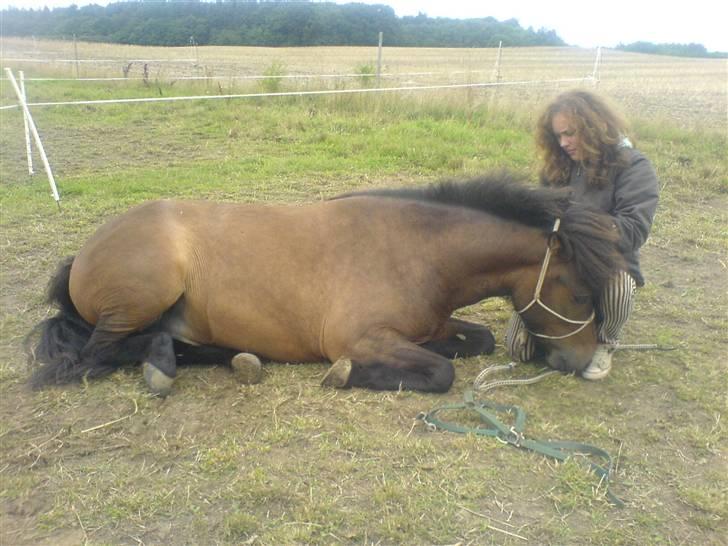 Islænder Jarpur billede 17