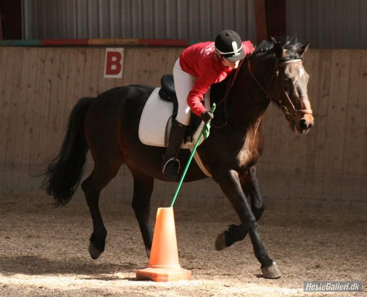 Oldenborg Rexido billede 3