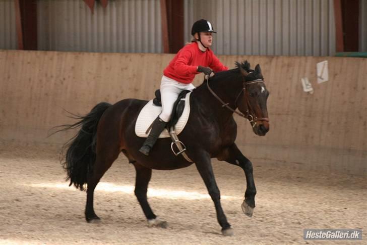 Oldenborg Rexido billede 4