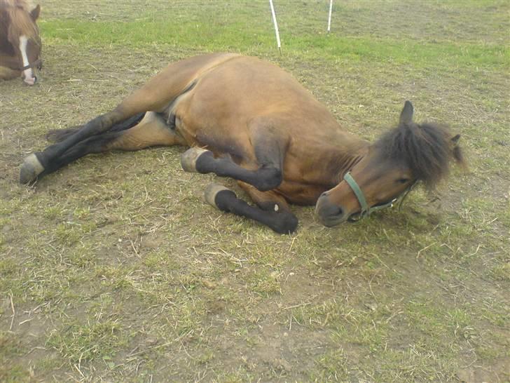 Islænder Jarpur billede 18