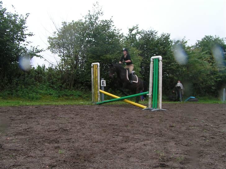 New Forest Beauty   *solgt* - juhuuu, at springe på dig er virkelig sjovt..  billede 3